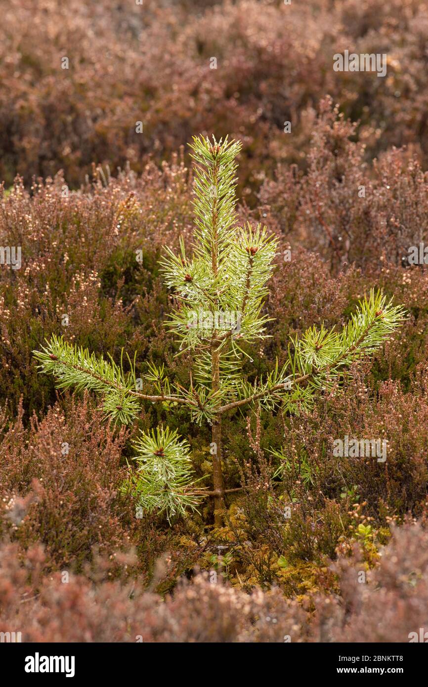 Pino scozzese (Pinus sylvestris) che si allontano tra le eriche, Cairngorms National Park, Scozia, UK, aprile 2016. Foto Stock
