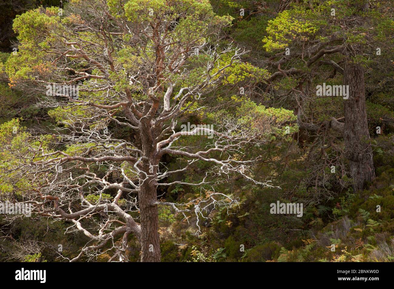 Pino scozzese (Pinus sylvestris) coltivato in burrone boscoso, Beinn Eighe National Nature Reserve, Torridon, Wester Ross, Scozia, Regno Unito, ottobre. Foto Stock
