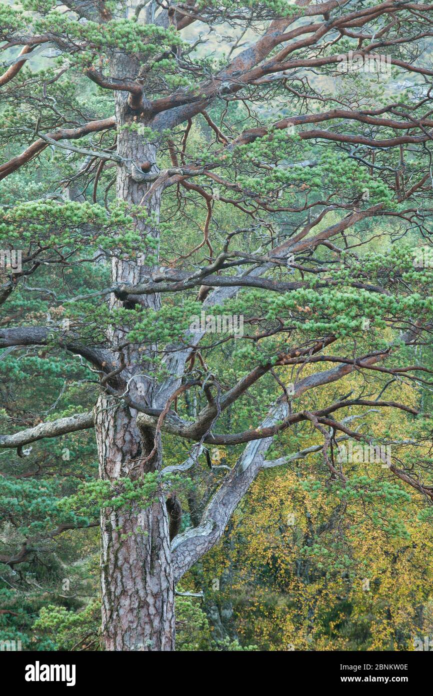 Pino scozzese (Pinus sylvestris), Riserva Naturale Nazionale di Beinn Eighe, Torridon, Wester Ross, Scozia, Regno Unito, ottobre. Foto Stock