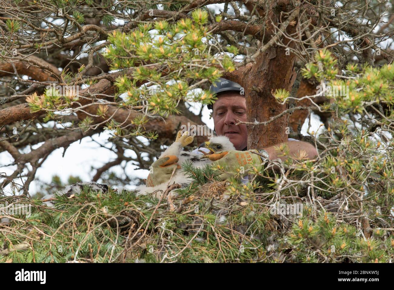 Lavoratore di campo che raccoglie aquila orlata (Aquila chrysaetos) pulcino da nido per squillare, Glen Tanar Estate, Aberdeenshire, Scozia, Regno Unito, giugno 2015. Foto Stock