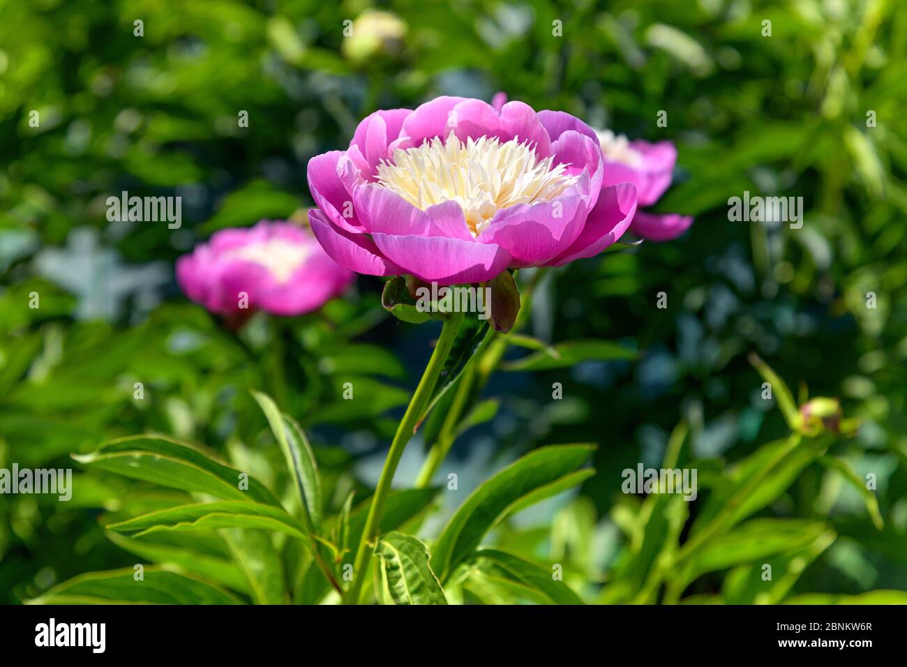 Bicolore magenta e giallo fiore di pony che cresce in un vivaio o giardino su un verde verde cespuglio in primavera visto in primo piano Foto Stock