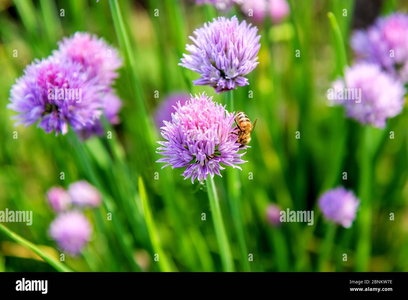 Ape di miele che forava sul fiore viola di una pianta di erba cipollina che cresce all'aperto nel giardino in primo piano Foto Stock