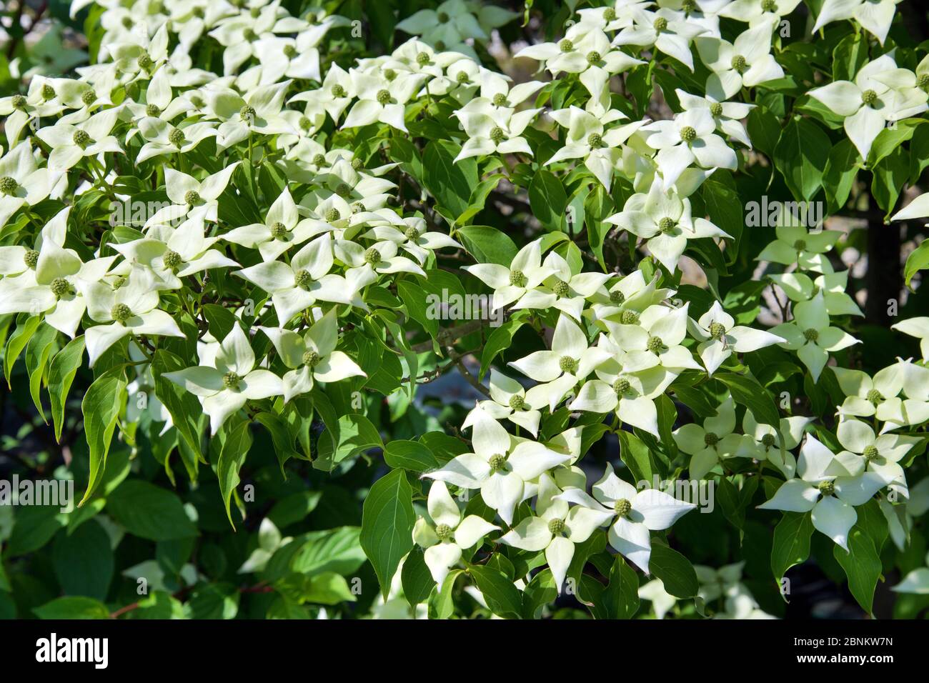 White Kousa Dogwood o Cornus kousa fiori su un albero verde frondoso in primo piano, una pianta ornamentale decidua asiatica Foto Stock