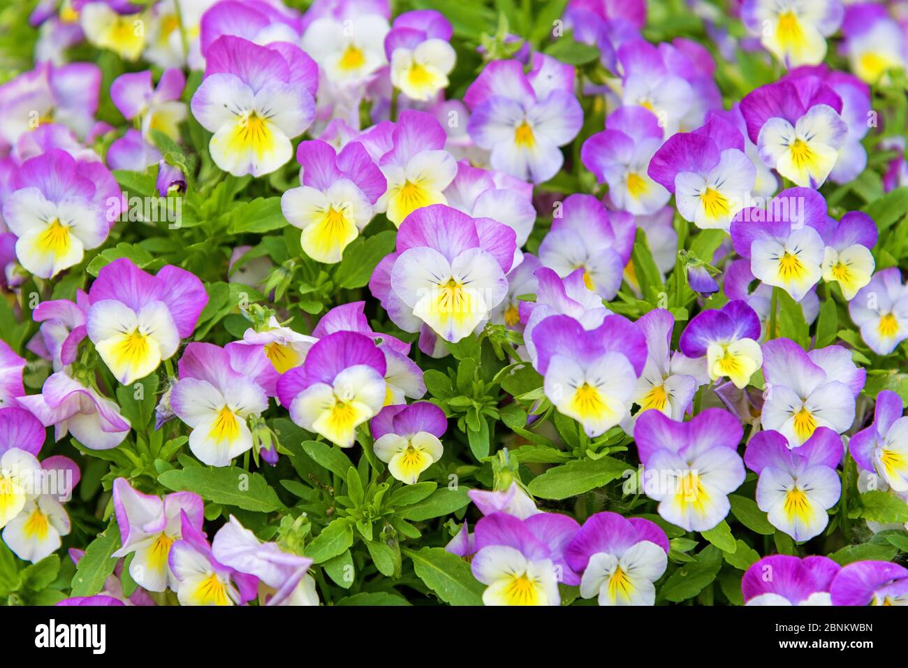 Primo piano sui fiori ornamentali viola e gialli variegati di pansies cornuti in un denso gruppo di vista a telaio pieno in primavera Foto Stock