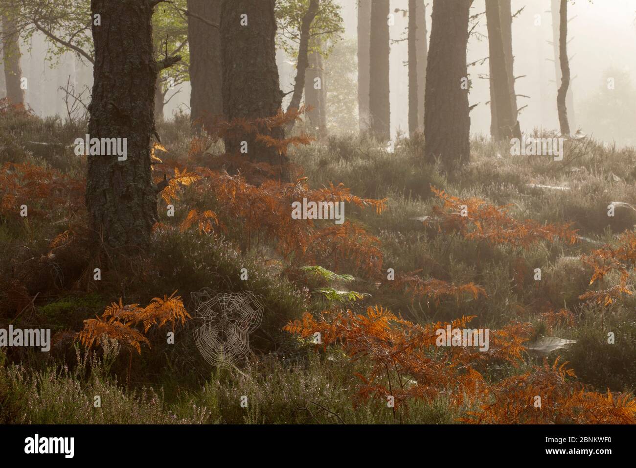 Bosco di pino scozzese (Pinus sylvestris) con bracken in autunno, Foresta di Abernethy, Cairngorms National Park, Scozia, Regno Unito, settembre. Foto Stock