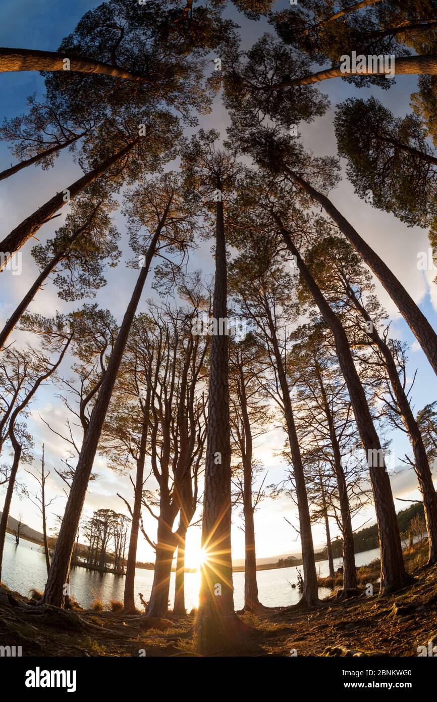 Bosco di pino scozzese (Pinus sylvestris), Foresta di Abernethy, Parco Nazionale di Cairngorms, Scozia, Regno Unito, ottobre. Foto Stock