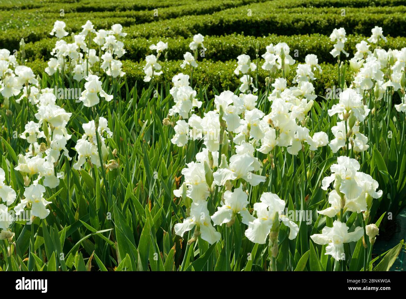 Esposizione di piante di iride bianche in fiore all'aperto in un'azienda agricola coltivata per l'industria del floricismo o per fiori ornamentali per giardini Foto Stock