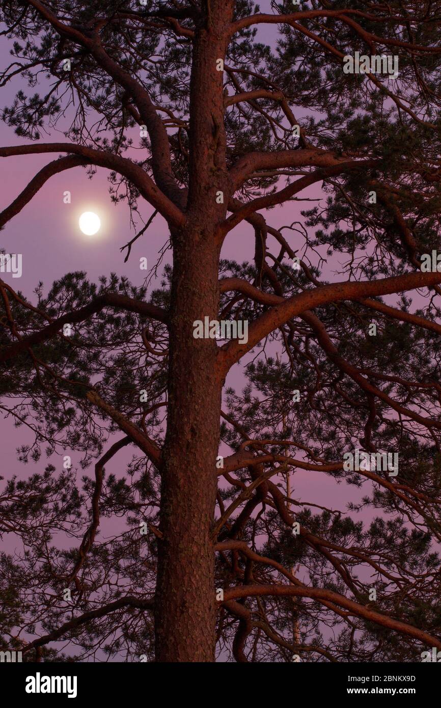Pino scozzese (Pinus sylvestris) e luna al tramonto, Abernenthy Forest, Cairngorms National Park, Scozia, Regno Unito, Foto Stock
