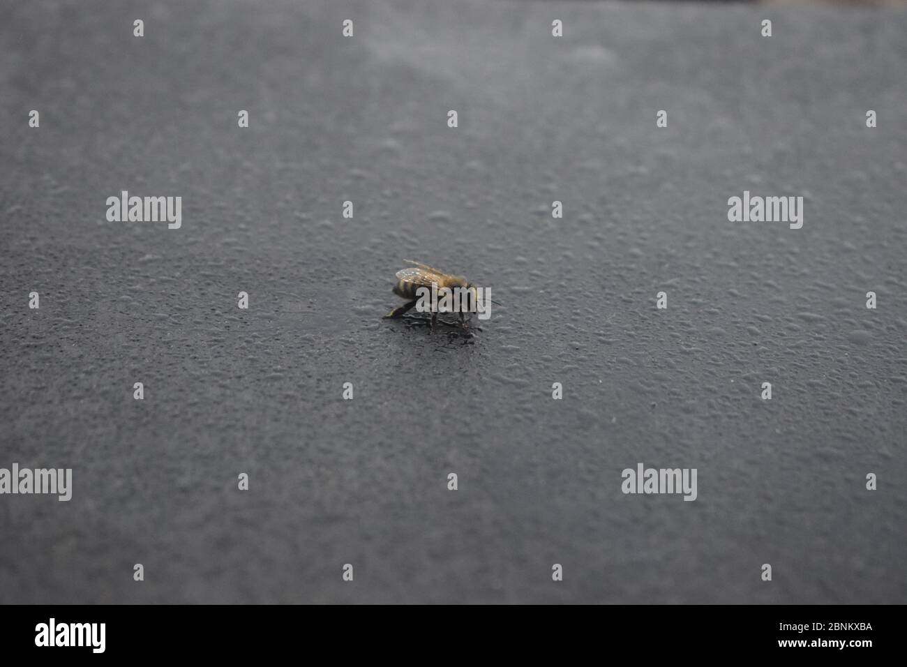 ape su superficie scura umida Foto Stock