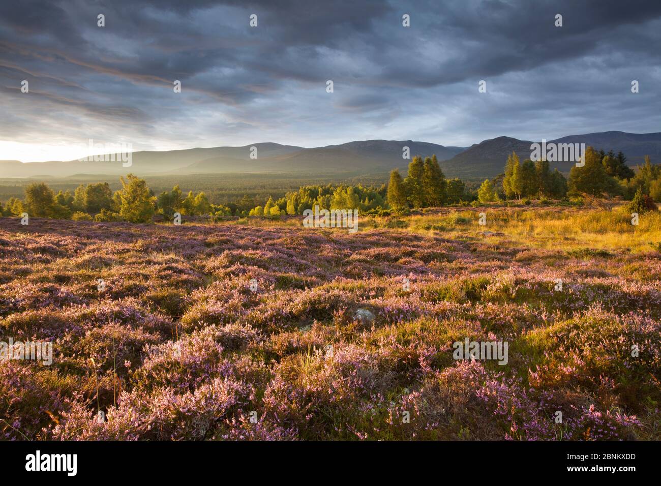 Heather moorland in fiore, boschi di betulla e Cairngorm mountain range, Cairngorms National Park, Scozia, Regno Unito, Foto Stock