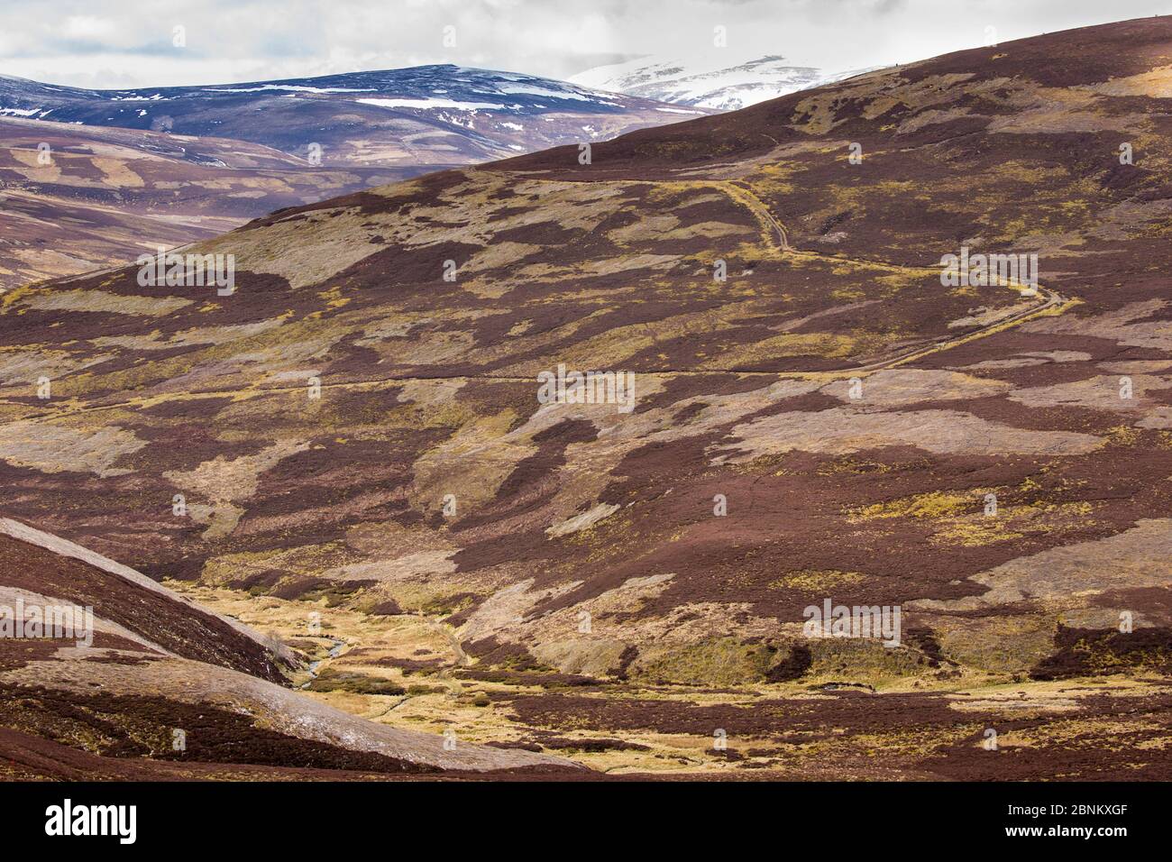 Un patchwork di upland heather moorland sulla Caccia al gallo cedrone station wagon, nel nord della Scozia, Regno Unito, aprile 2016. Foto Stock