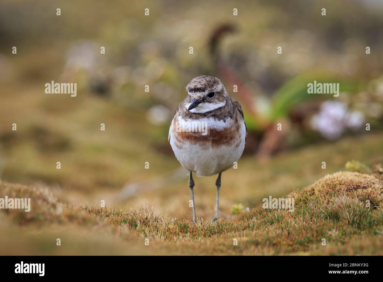 Isola di Auckland banded dotterel (Charadrius bicinctus exilis) Isola di Enderby nel subantartico arcipelago delle Isole di Auckland, Nuova Zelanda, gennaio Foto Stock