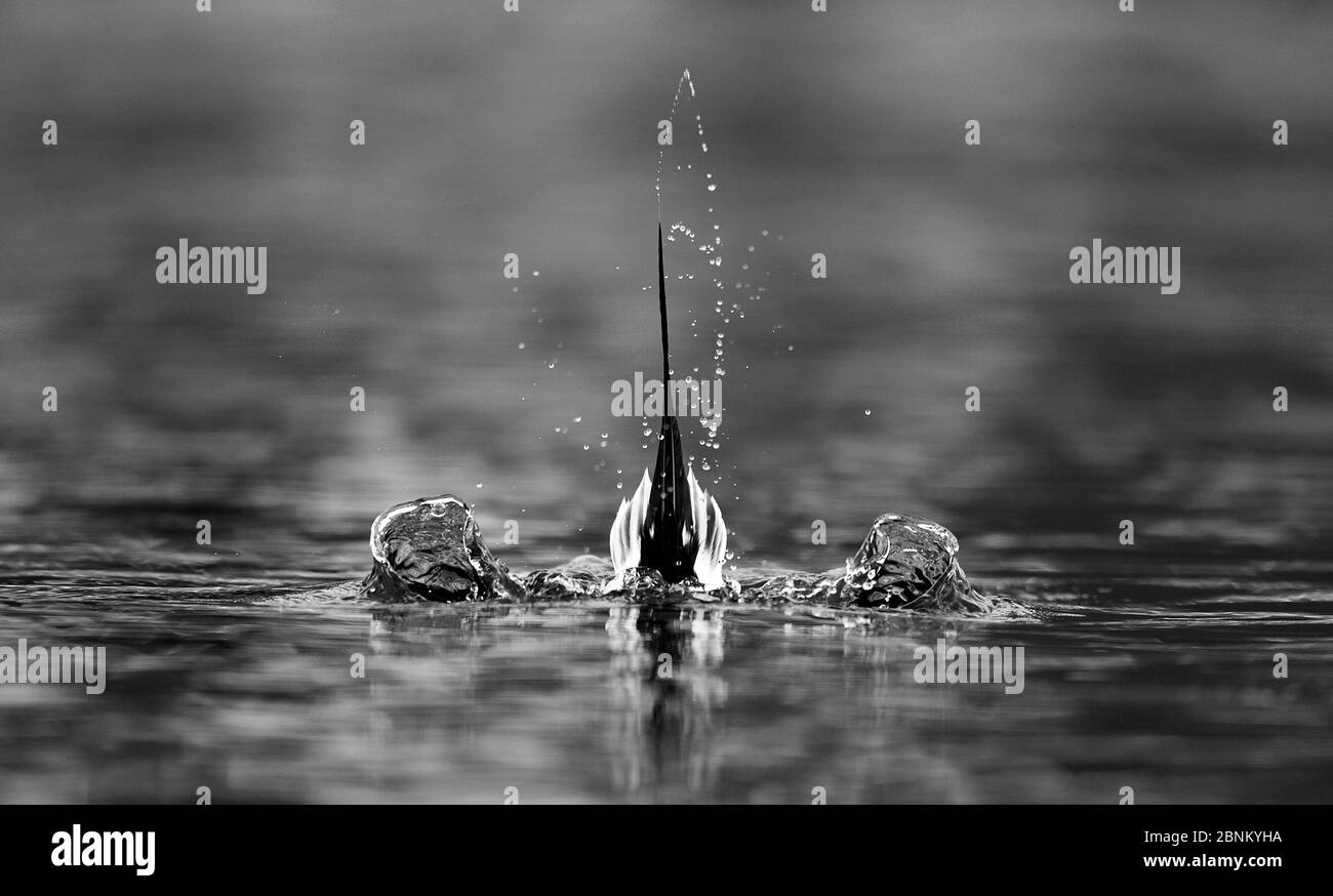 Anatra a coda lunga (Clangula hyemalis) maschio che mostra sull'acqua, solo la coda visibile sopra la superficie dell'acqua, Vardo, Norvegia marzo Foto Stock