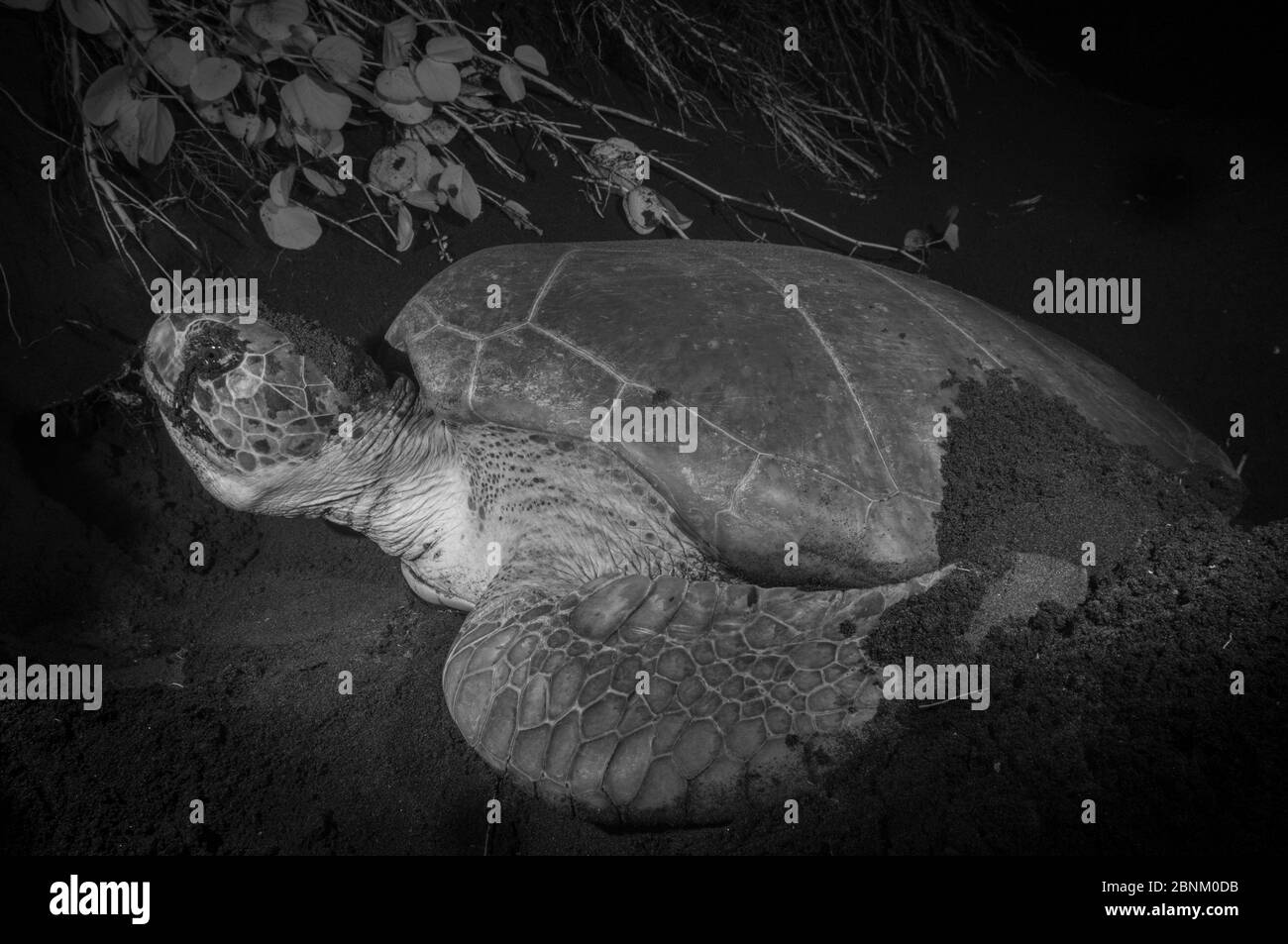 Tartaruga verde (Chelonia mydas) nidificazione notturna nel Parco Nazionale di Tortuguero, Costa Rica. Immagine a infrarossi. Foto Stock