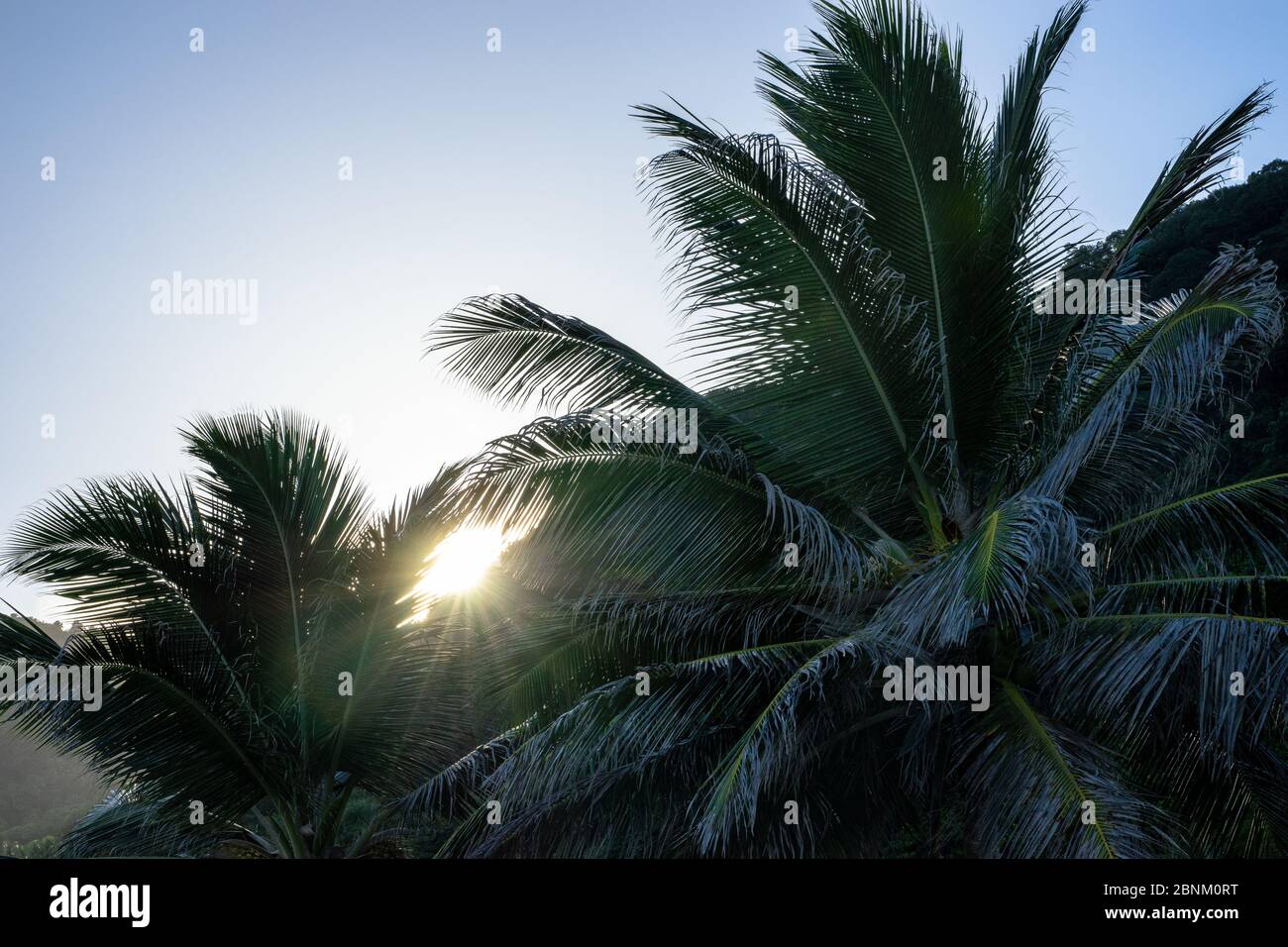 America, Caraibi, grandi Antille, Repubblica Dominicana, Barahona, Los Patos, sole dietro le palme Foto Stock