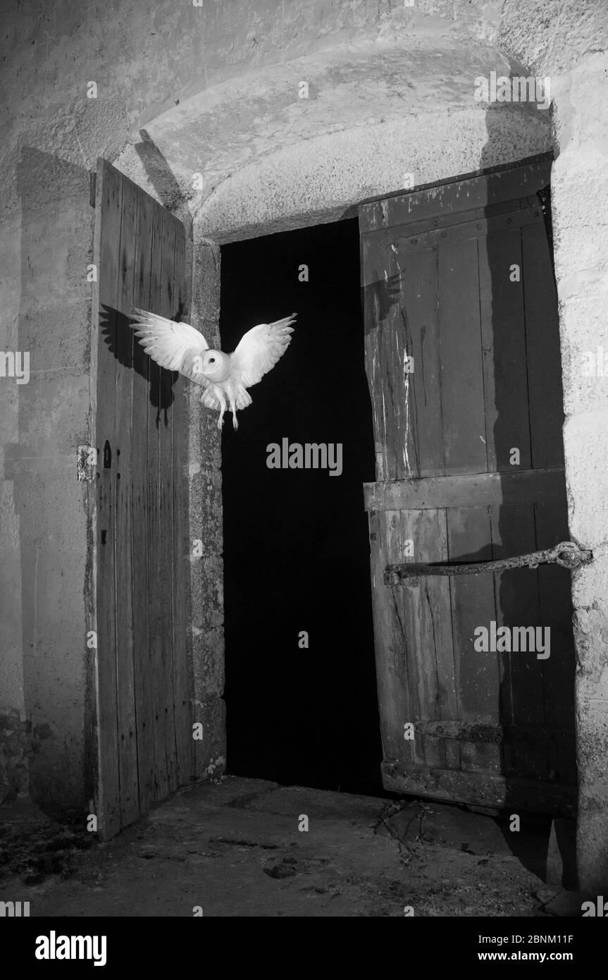 Gufo di fienile (Tyto alba) che vola in chiesa di notte con luce infrarossa, Francia. Sequenza 3 di 5 Foto Stock