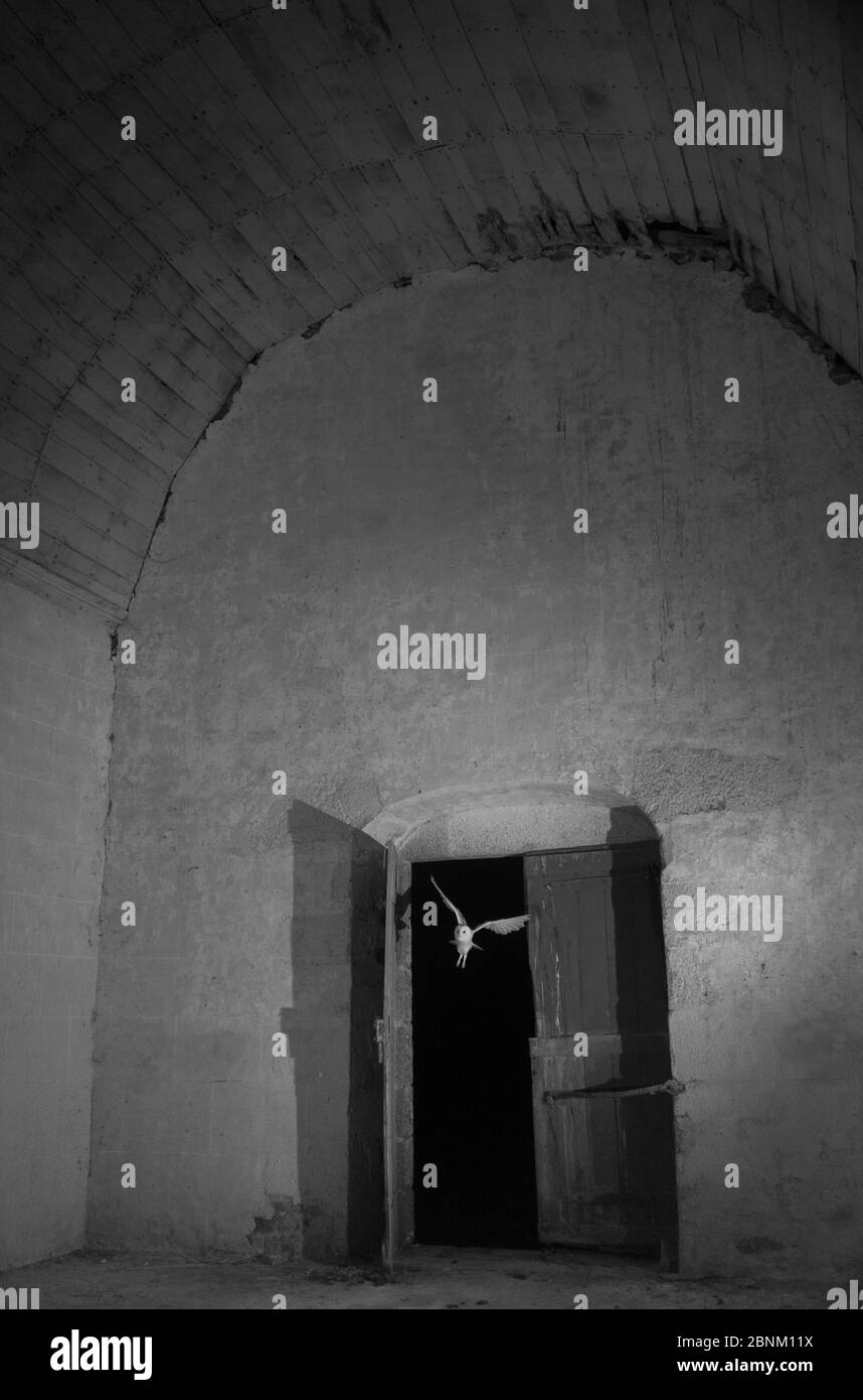Gufo di fienile (Tyto alba) che vola in chiesa di notte con luce infrarossa, Francia. Foto Stock