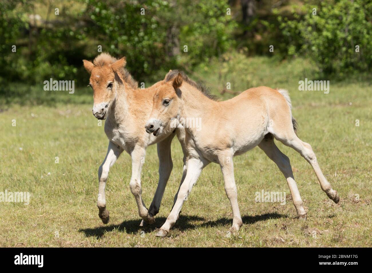 Gotland russ Ponies, l'unico pony nativo della Svezia, nemici / colti giocare insieme, Gotland Island, Svezia. Giugno 2016. Foto Stock