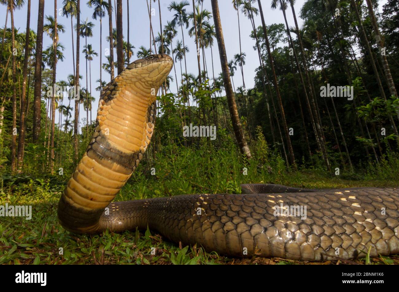 Cobra reale (Ophiophagus hannah), a basso angolo di ampia prospettiva Agumbe, Karnataka, i Ghati Occidentali, India. Le specie vulnerabili Foto Stock