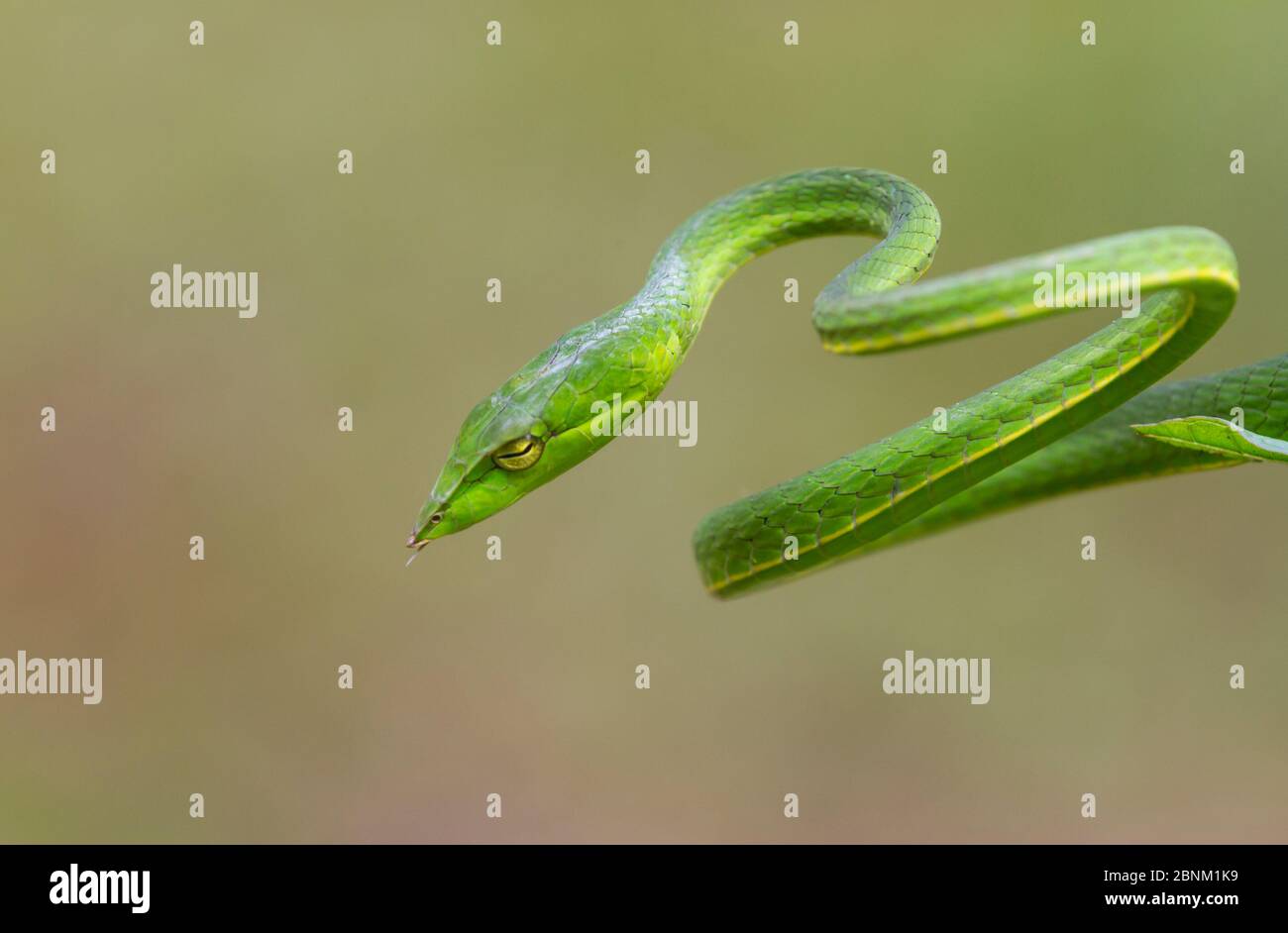 Serpente di vite verde (Ahheulla nasuta), Agumbe, Karnataka Foto Stock