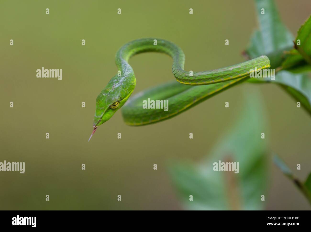 Serpente di vite verde (Ahheulla nasuta), Agumbe, Karnataka, India. Foto Stock