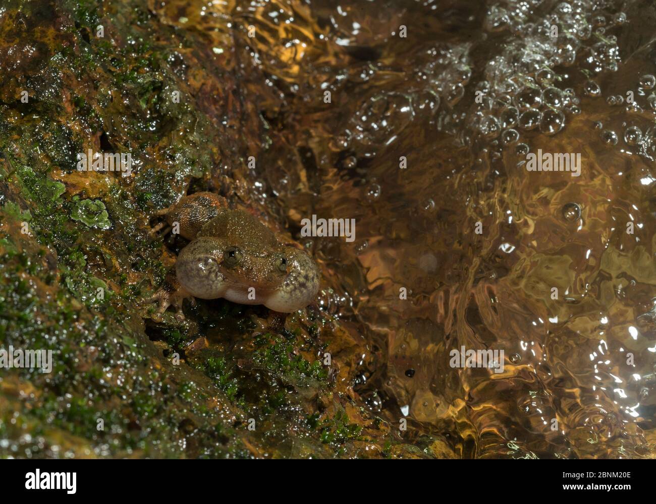 La rana notturna di Humayun (nyctibatrachus humayuni), chiamata maschile seduto vicino al torrente della foresta. Ghati occidentali Amboli, Maharashtra, India. Endemico. Vulnerabile Foto Stock