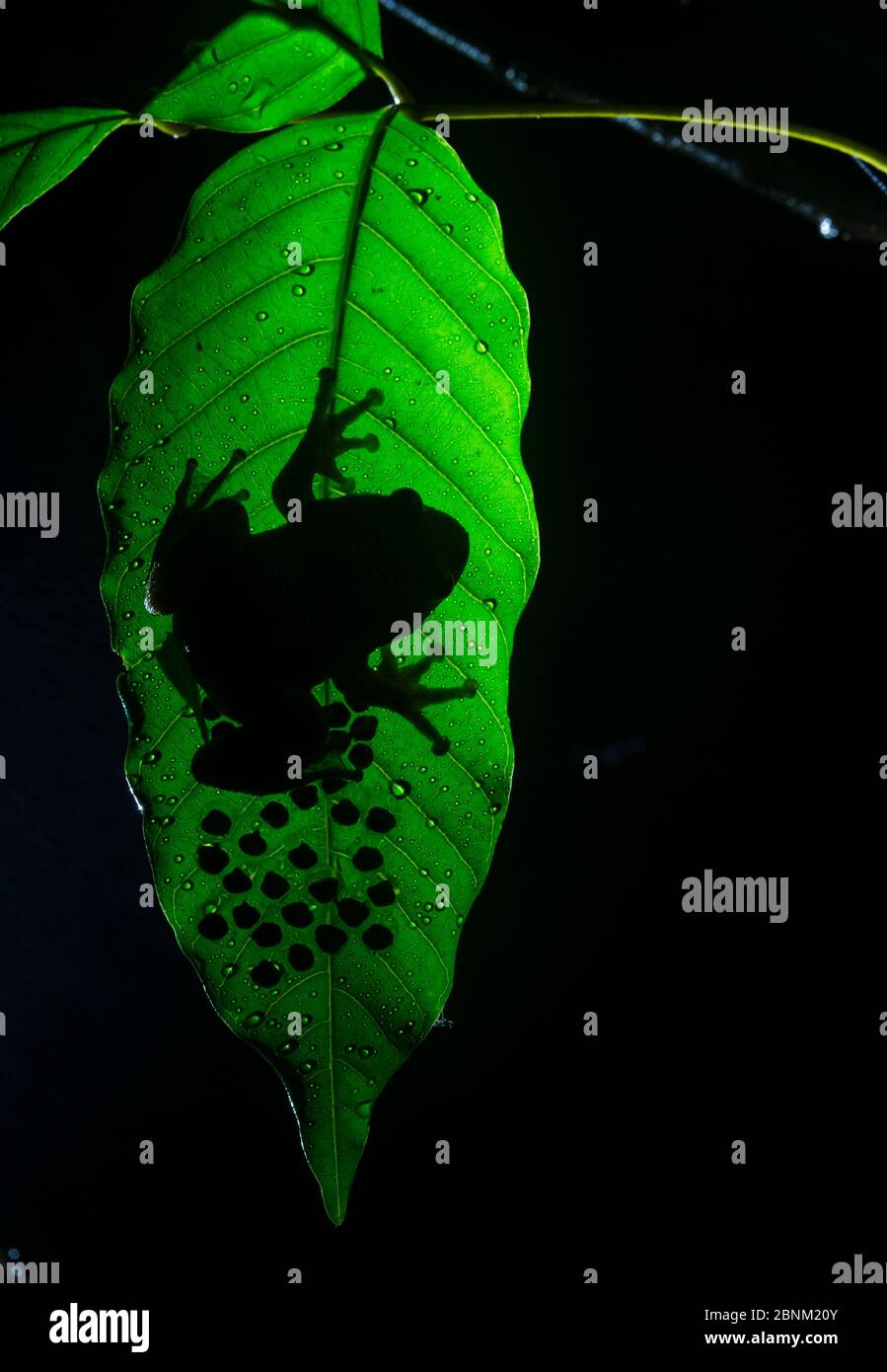 Humayun della notte (rana nyctibatrachus humayuni), maschio a guardia cluster di uova sulla foglia. I Ghati Occidentali Amboli, Maharashtra, India. Endemica. Foto Stock