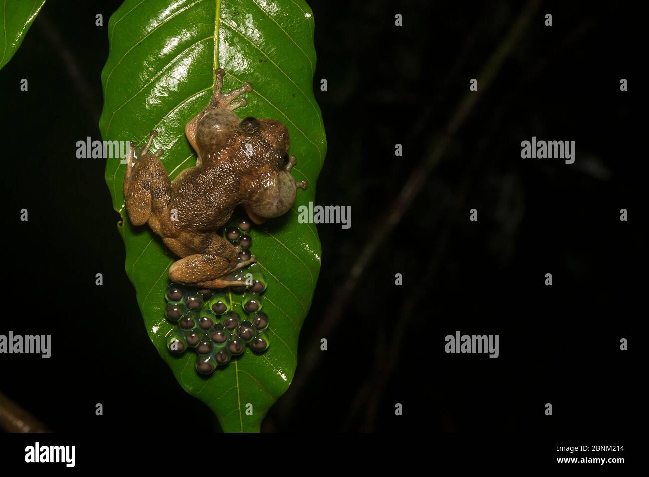 La rana notturna di Humayun (nyctibatrachus humayuni), gruppo di uova a foglia di guardia maschile. Ghati occidentali Amboli, Maharashtra, India. Endemico. Vulnerabile s Foto Stock