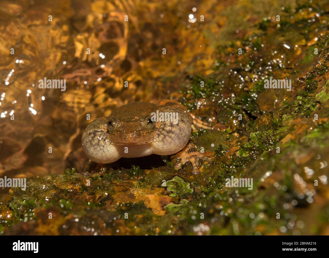 La rana notturna di Humayun (Nyctibatrachus humayuni), chiamata maschile lungo il torrente della foresta. Amboli, Maharashtra, endemico dei Ghati occidentali. Specie vulnerabile Foto Stock