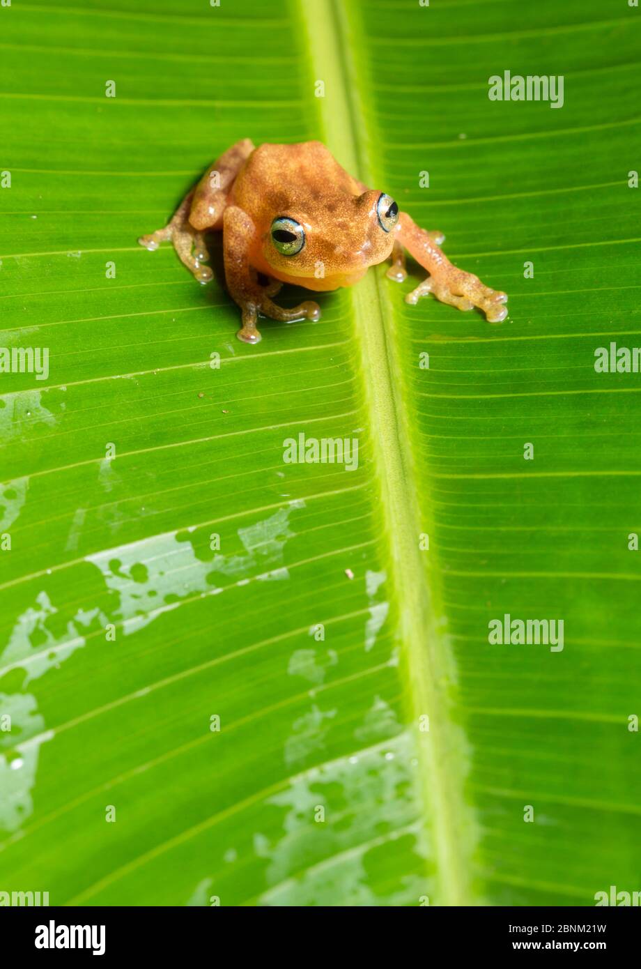 Rana di cespuglio dall'occhio blu (Raorchestes luteolus), Coorg, Karnataka, India. Endemico dei Ghati occidentali. Foto Stock