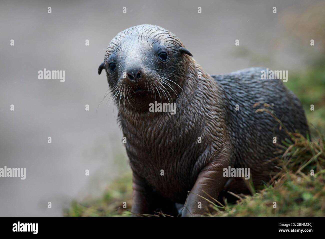 Leone di mare della Nuova Zelanda (Phocarctos hookeri) cucito, Sandy Bay, Enderby Island, arcipelago delle isole di Auckland, Nuova Zelanda. Foto Stock