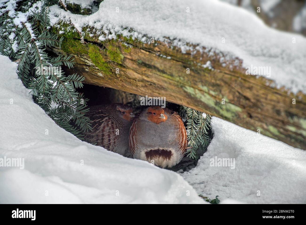 Pernici grigi / pernice inglese (Perdix perdix) coppia cercando rifugio sotto il log nella neve in inverno durante il freddo freddo gelo, Foresta Bavarese Foto Stock