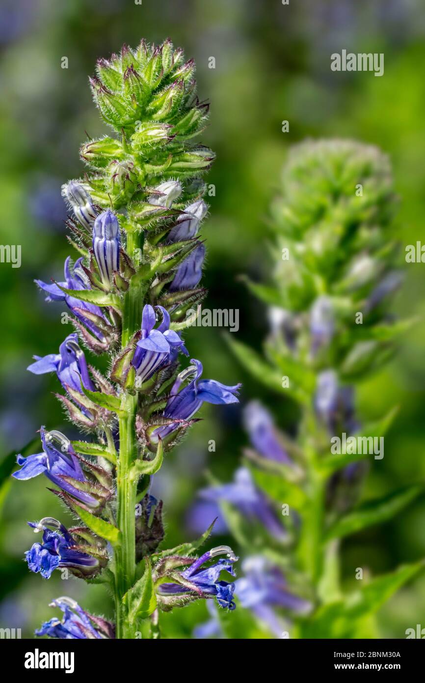 Grande lobelia blu / Grande lobelia (Lobelia sifilitica) in fiore, nativo del Canada orientale e centrale e degli Stati Uniti Foto Stock