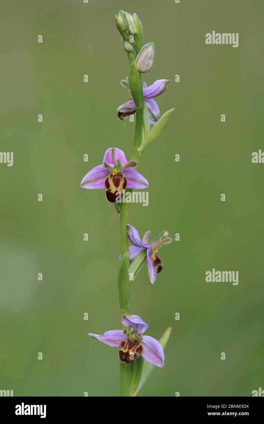 Belgarum ape orchidea (Ophrys apifera var. Belgarum) Portsdeno Hill, Hampshire, Inghilterra, UK, giugno. Foto Stock
