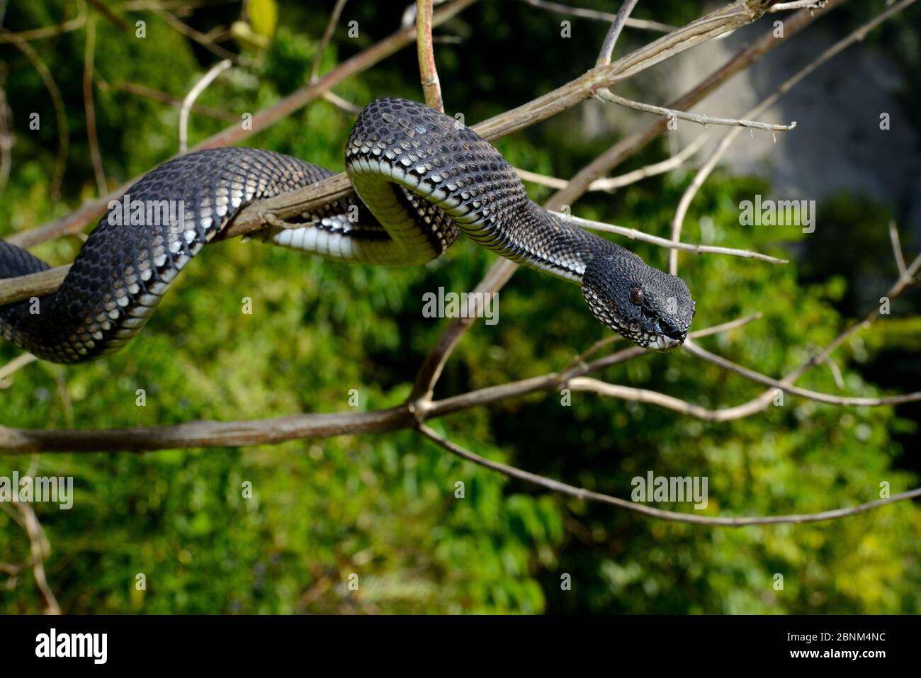 Vipera di mangrovie (Trimeresurus purpurpureomaculatus) in albero, Bukittinggi, Sumatra. Foto Stock