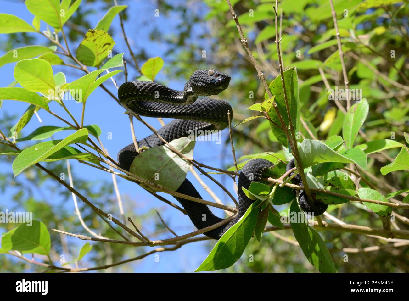 Vipera di mangrovie (Trimeresurus purpurpureomaculatus) in albero, Bukittinggi, Sumatra. Foto Stock