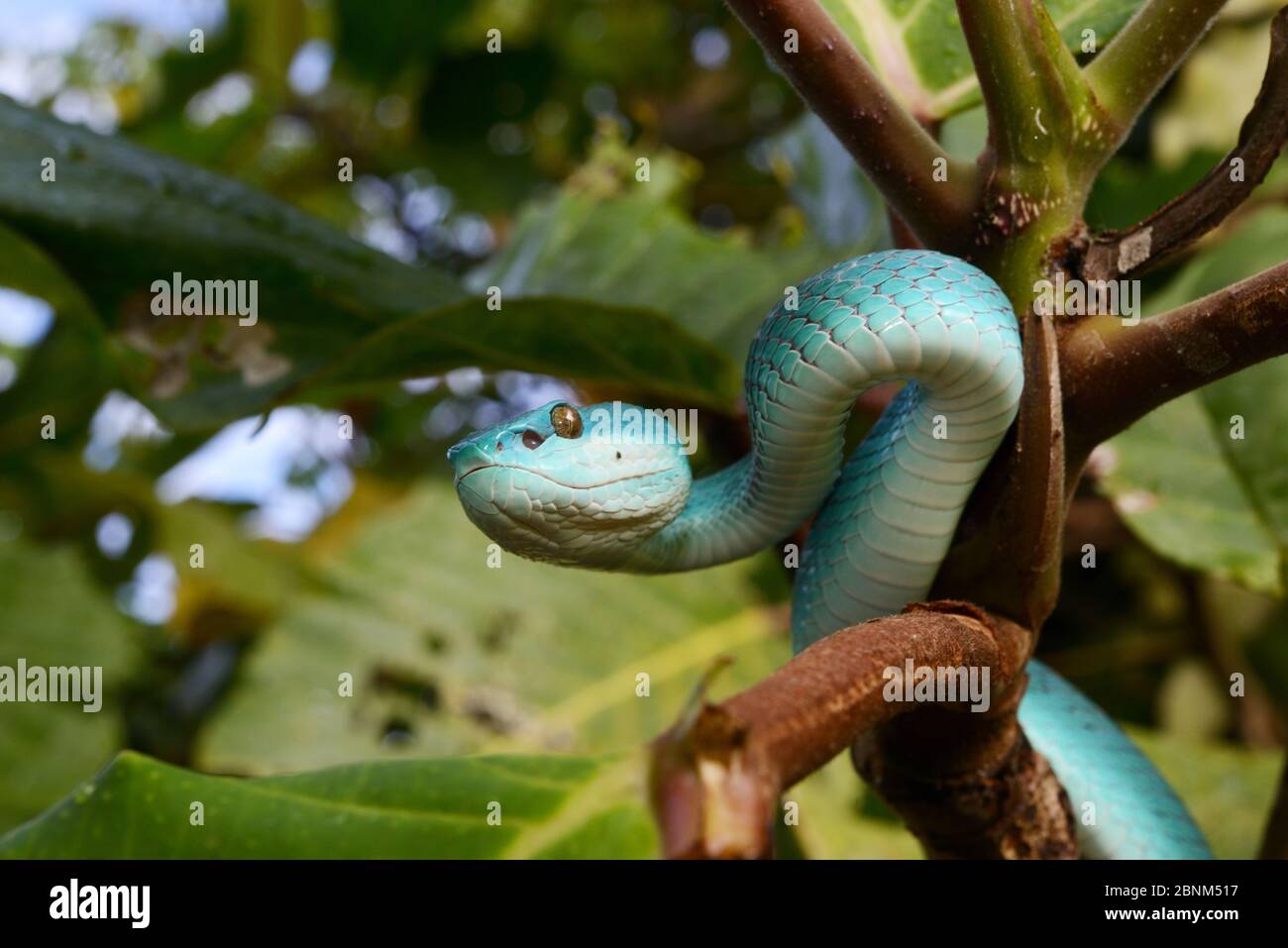 Isola di Sunda pitviper (Trimeresurus insularis) nella struttura ad albero, Isola di Komodo. Foto Stock