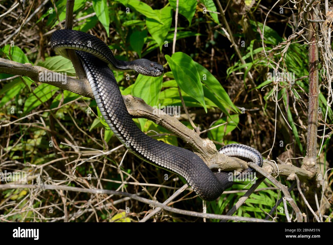 Vipera di mangrovie (Trimeresurus purpurpureomaculatus) Bukittinggi, Sumatra. Foto Stock