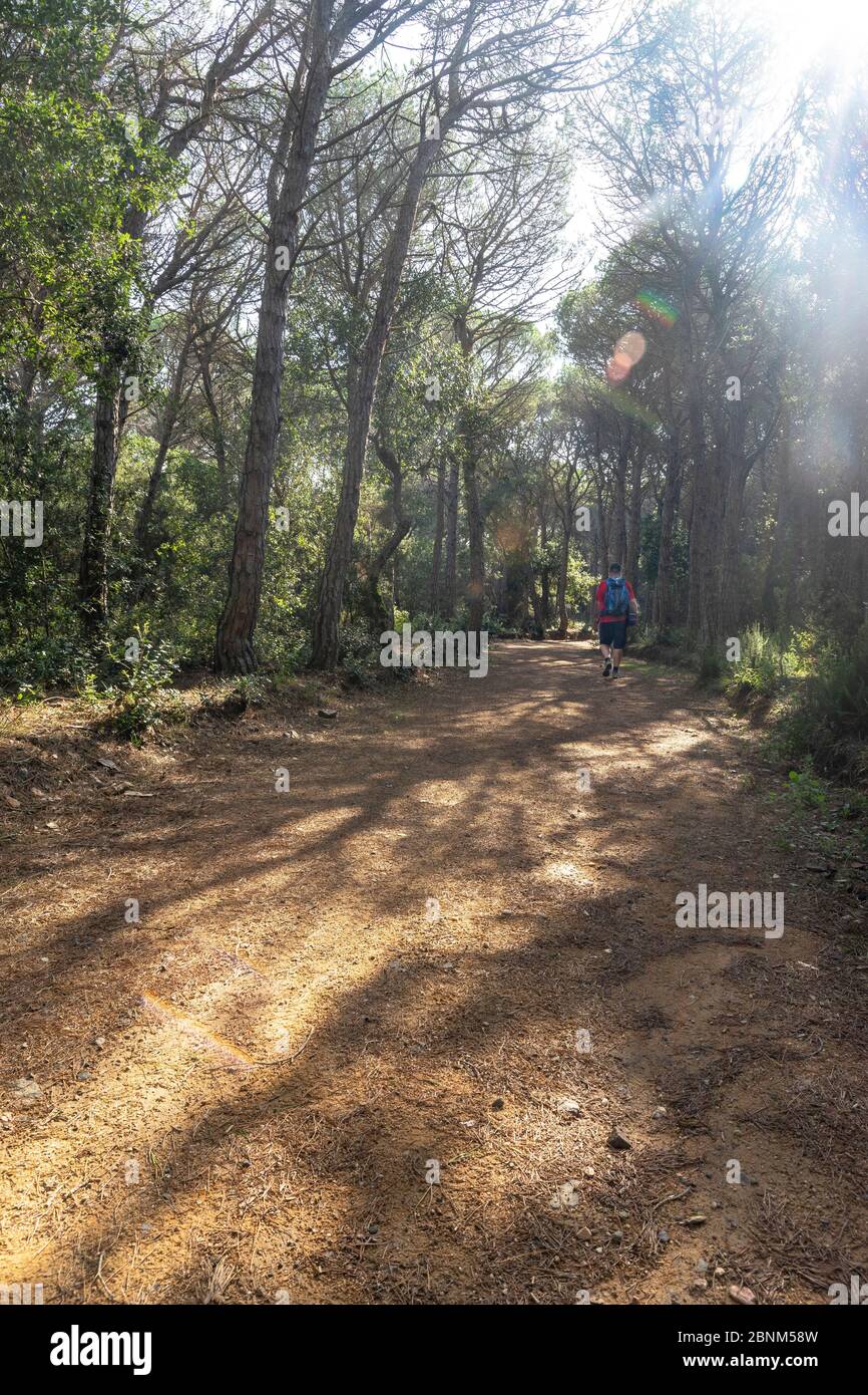 Europa, Spagna, Catalogna, Costa Brava, Palamós, escursionisti sul sentiero Camí de Ronda lunga distanza sulla strada per Palamós nella foresta di Cap Roig Foto Stock