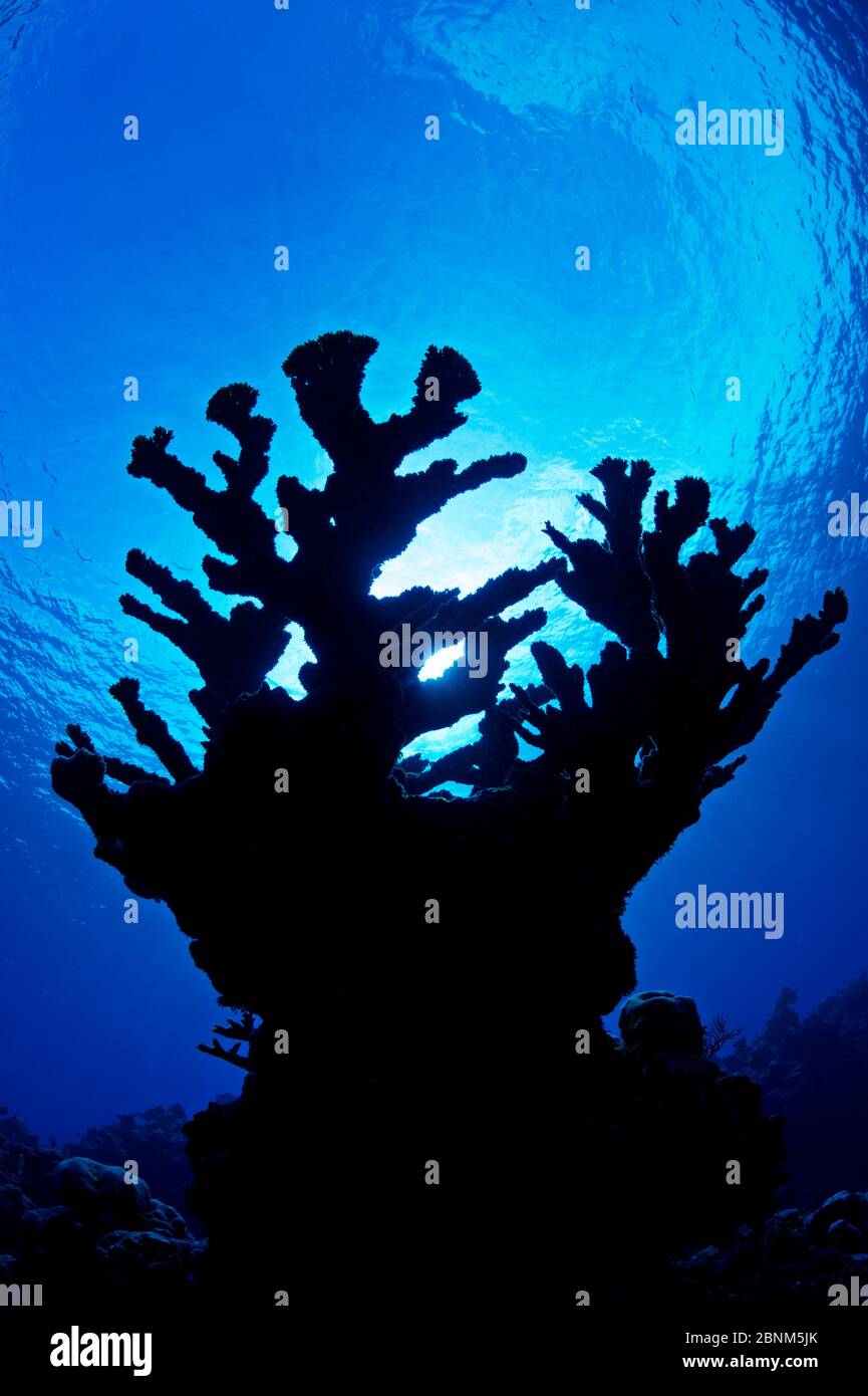 Elkhorn Coral (Acropana palmata) silhouette ritratto, East End, Grand Cayman, Isole Cayman. Indies Britanniche Occidentali. Mar dei Caraibi. Specie in pericolo Foto Stock