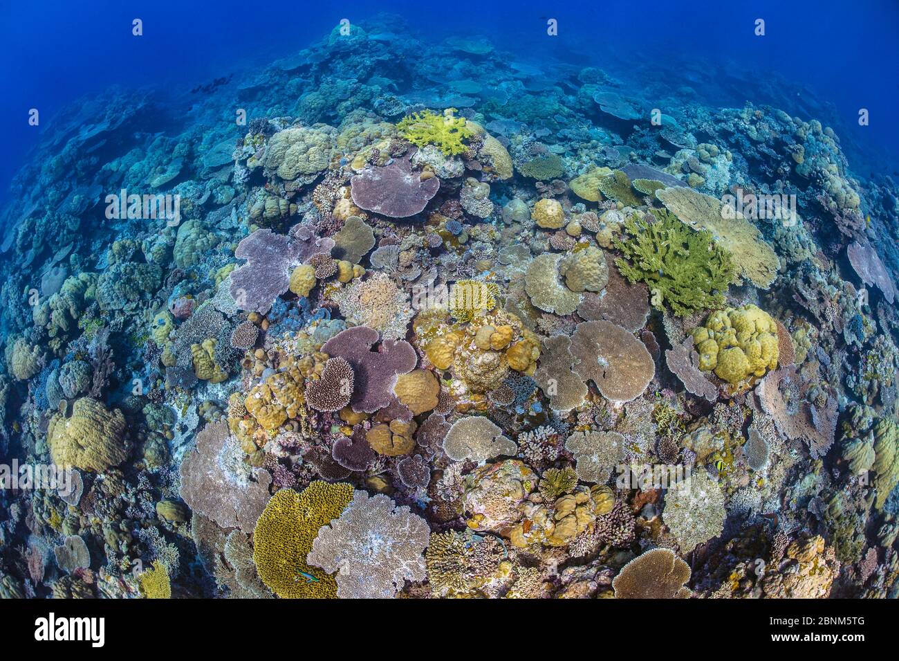 Un giardino di corallo, con molti coralli da tavola (Acropora sp) forma una barriera corallina, ulong, Isole Rock, Palau, Micronesia, Oceano Pacifico occidentale tropicale Foto Stock