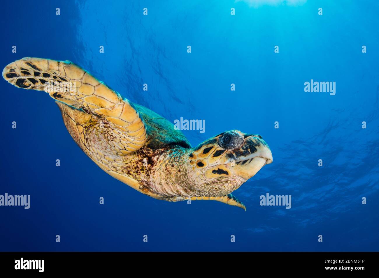 La tartaruga marina di Hawksbill (Eretmochelys imbricata) scende attraverso l'acqua blu. Abu Nuhas, Egitto. Stretto di Gubal, Golfo di Suez, Mar Rosso. Foto Stock