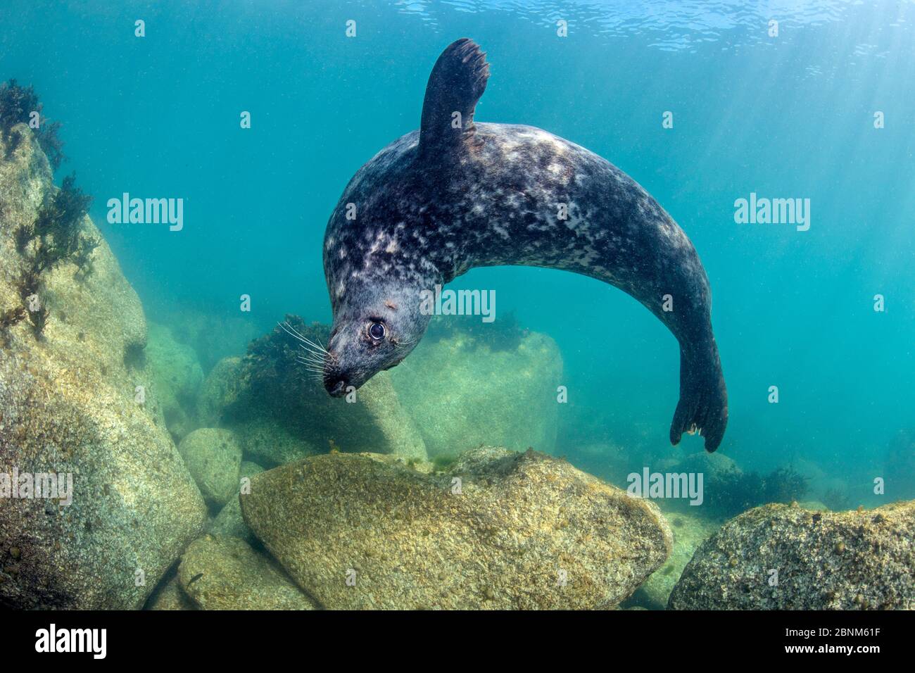 Il sigillo grigio (Halichoerus grypus) maschio nuota in anse su massi di granito nella rampicchiera. Lundy Island, Devon, Regno Unito. Canale di Bristol. Agosto Foto Stock