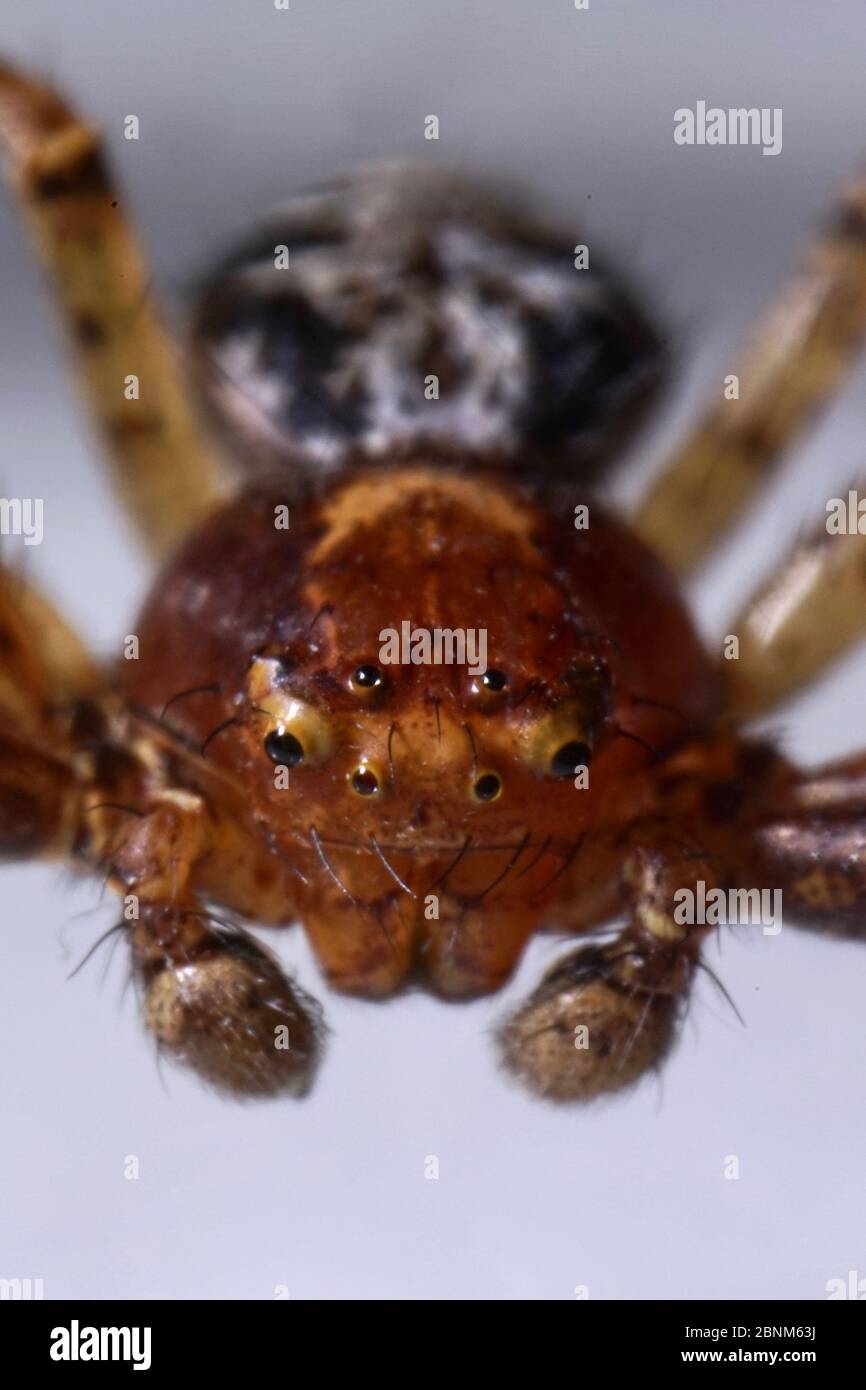Super primo piano con viso e occhio dettagli di Xysticus lanio maschio (Red Crab-Spider), lungo 7 mm, su una foglia. Foto Stock