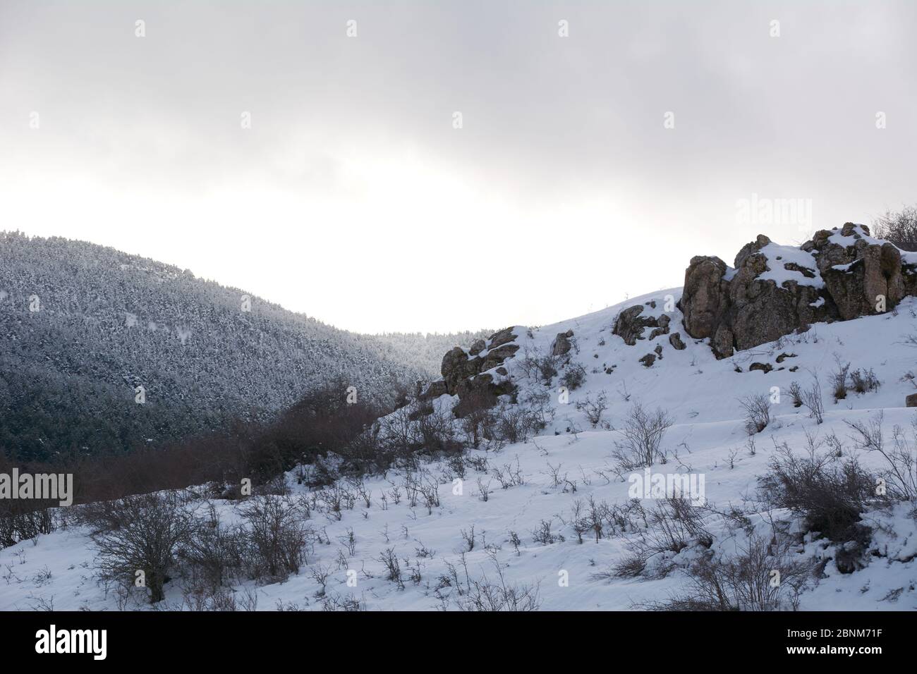 Neve e freddo paesaggio di foresta di montagna. Solitudine e tranquillità Foto Stock