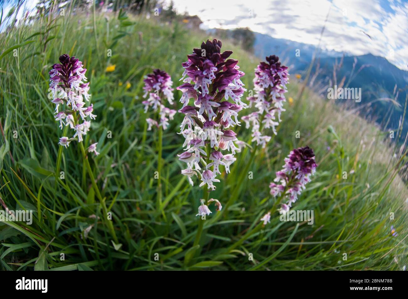 Gruppo di orchidee bruciate (Neotinea ustulata) in un prato alpino. Tirolo, Austria. Foto Stock