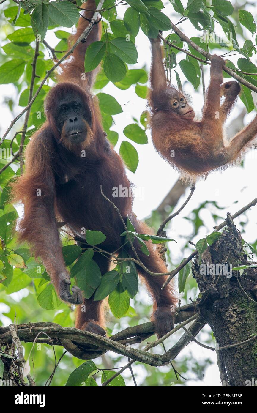 Madre orang-utan borneano (Pongo pygmaeus) con bambino nella foresta pluviale baldacchino. Valle del Danum, Sabah, Borneo. Foto Stock