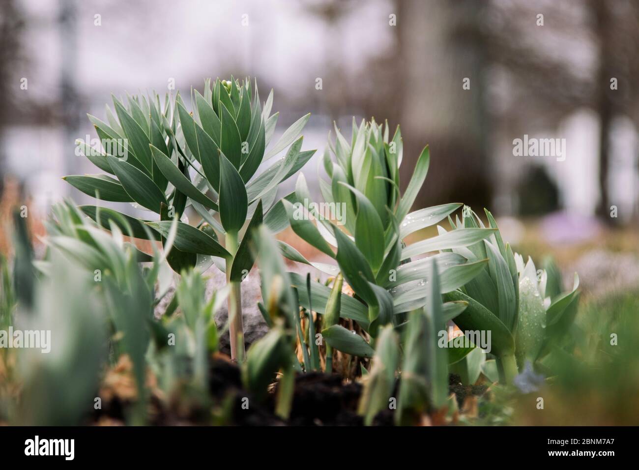 Radice di rosa Foto Stock