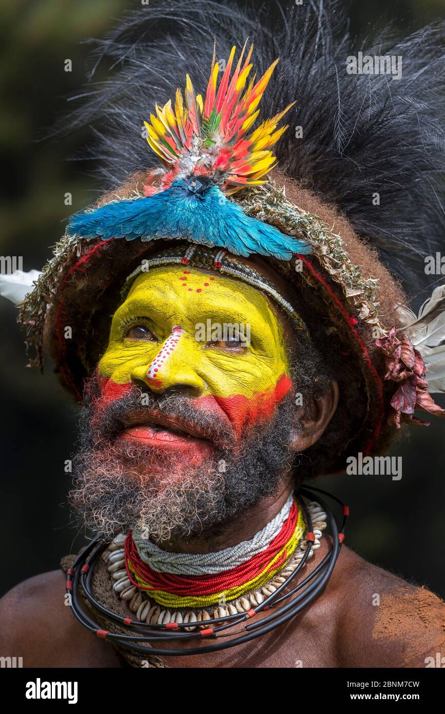 Haro Ngibe Huli Wigman in abito tradizionale / cerimoniale con pumes di uccelli del paradiso, cassowary nani, pappagalli e lorikeets. Valle di Tari, Papua Foto Stock