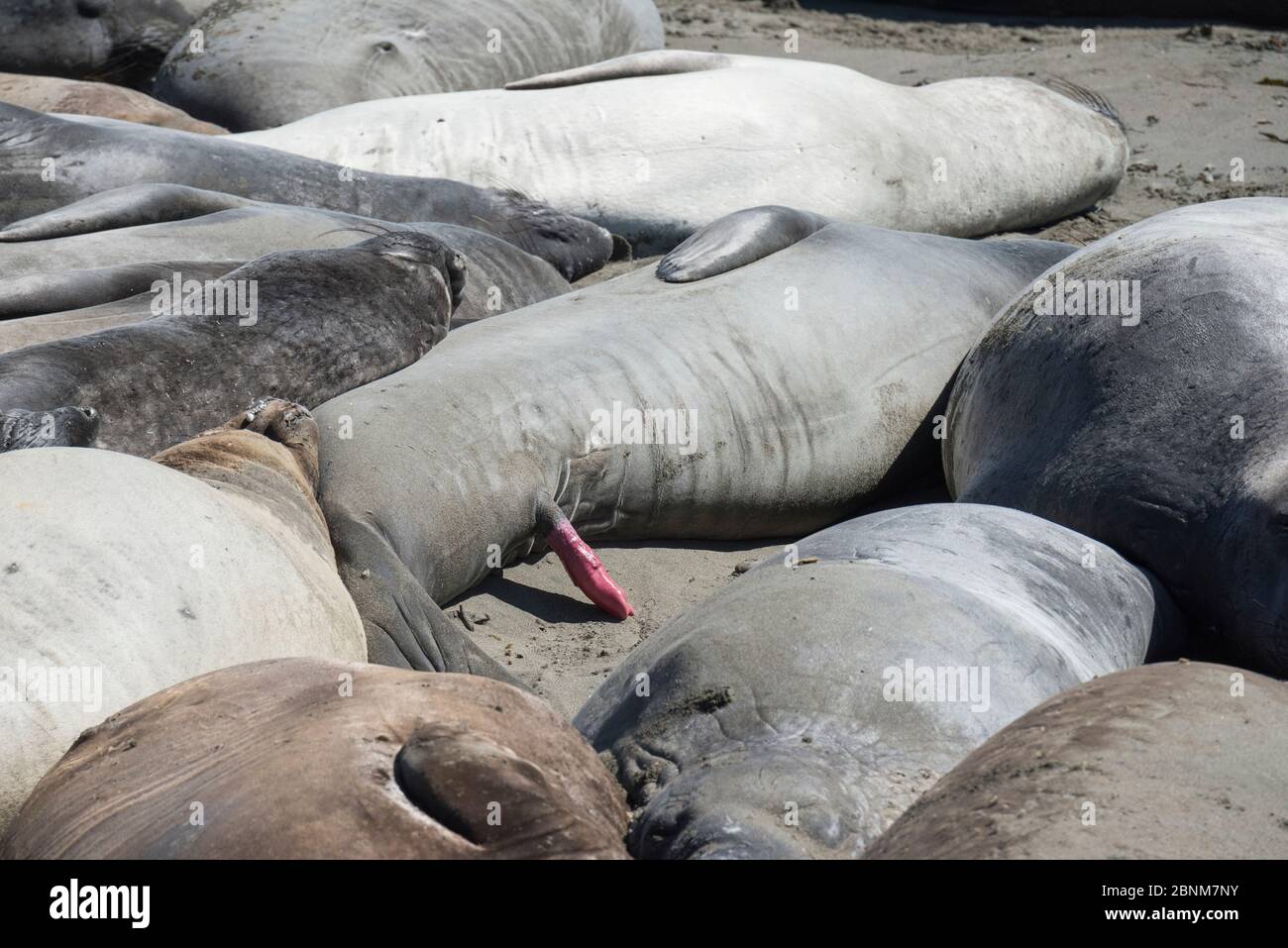 Le foche dell'elefante settentrionale (Mirounga angustirostris) crogiolarsi sulla spiaggia durante il loro molt annuale - una foca che dorme ha il suo pene esteso, Piedras Blan Foto Stock